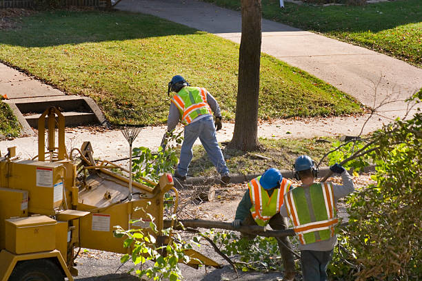 Reliable Sandston, VA  Tree Services Solutions